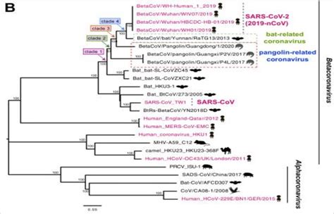 Phylogenetic relationships between SARS-CoV-2 and other coronaviruses ...