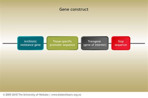 Gene Construct — Science Learning Hub