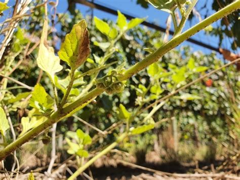 Solanum Physalifolium · Inaturalist Mexico