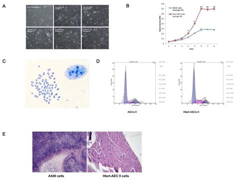 A Cellular Morphology Of Htert Aec Ii Cells At Different Passages No