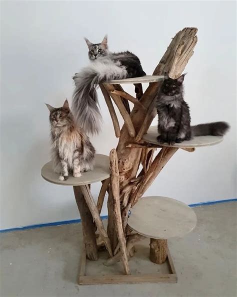 L arbre à chat en bois flotté de David Becquet