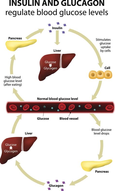 Glycogenesis Cycle Steps Significance Vs Gluconeogenesis Artofit