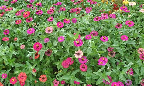 how long for zinnias to bloom