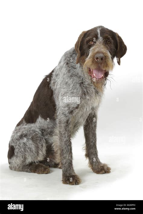 Australian Champion German Wirehair Pointer Sitting Down Stock Photo