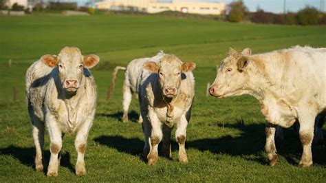 Pourquoi Le Secteur Agricole Doit Recourir Aux Services Dun