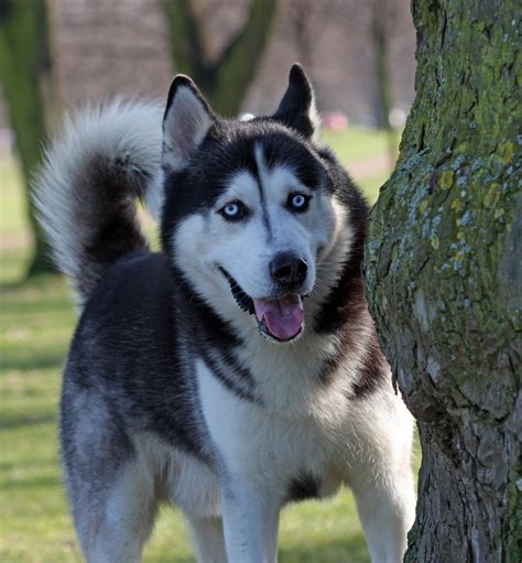 Dog Portrait Free Stock Photo Public Domain Pictures