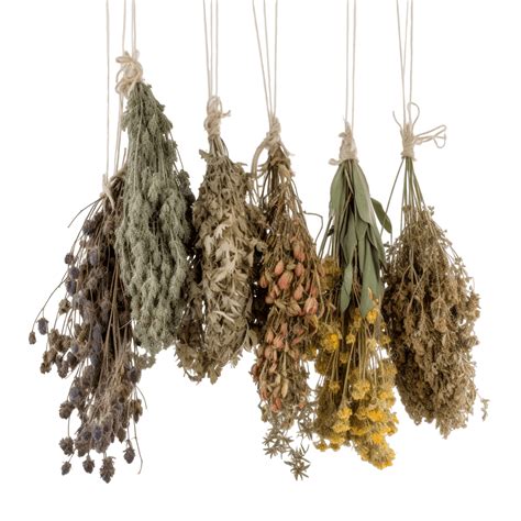 Dried Herbs Collection PNG, Vector, PSD, and Clipart With Transparent