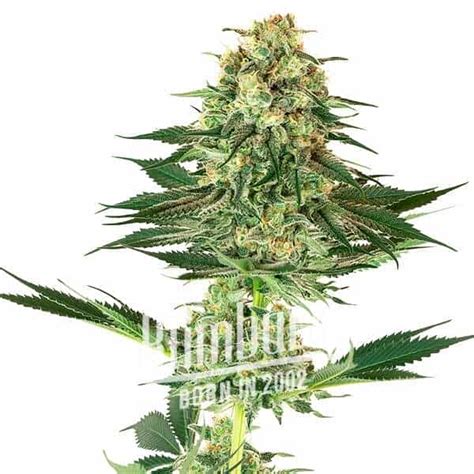 Banana Kush Regular | 20% THC | Buy Cannabis Seeds