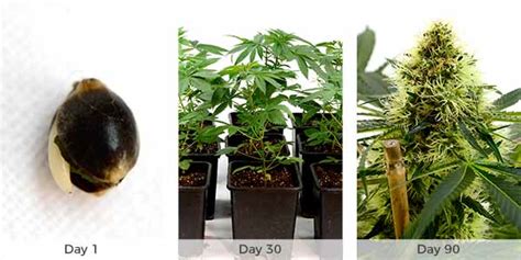 Weed Plant Stages