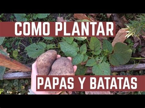 Como Plantar Papas Y Batatas Germinaci N En Simples Pasos