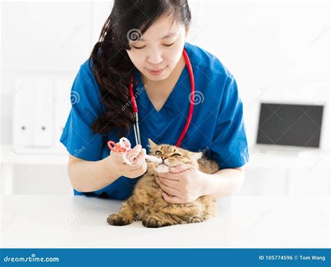 Veterinario Feeding Y Cura Del Gato Enfermo Foto De Archivo Imagen De