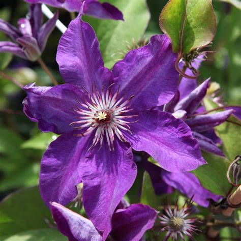 Clematis The President Buy Plants At Coolplants