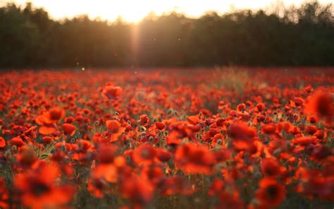 Red Flowers Wallpaper Images