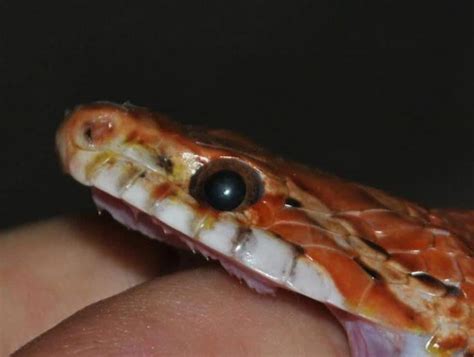 Corn Snake Bite Does It Hurt What To Do If It Happens