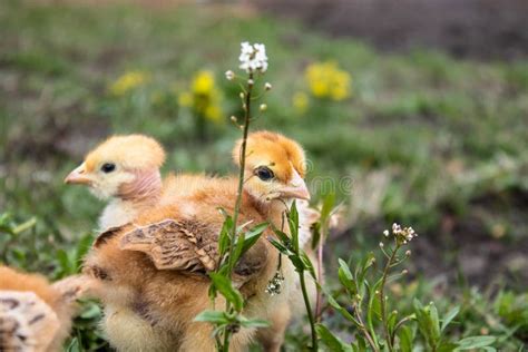 Little Chicken Closeup Yellow Chicken On The Grass Breeding Small