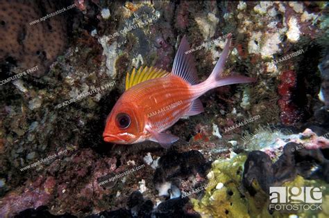 Squirrelfish Holocentrus Adscensionis Stetson Bank Fgbnms Gulf Of