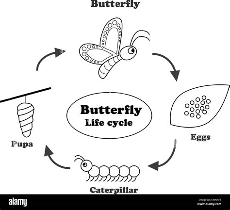 Butterfly Life Cycle Black And White Clip Art