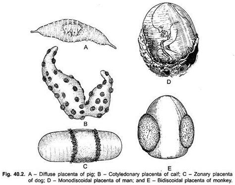 Cotyledon Placenta