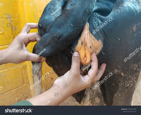 16 Cow Vagina Stock Photos Images Photography Shutterstock