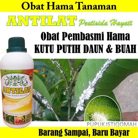 Jual Antilat Obat Pembasmi Hama Kutu Putih Pada Buah Daun Antilat