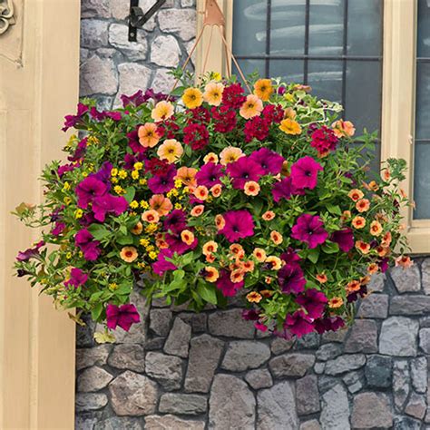 Sunset Oasis Pre Planted Hanging Basket 25cm YouGarden