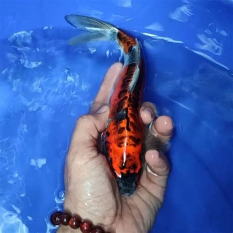 Jual Ikan Koi Blitar Jenis Kiko Rumah Koi Jakarta Kode