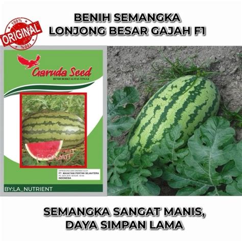 Jual Benih Semangka Hibrida GAJAH F1 Isi 10 Butir Repack Garuda Seed