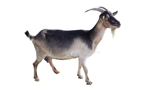 Brown goat. On a white background #Sponsored , #AD, #AD, #Brown, #white ...