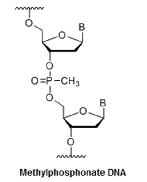 Methylphosphonate Oligonucleotide Modification