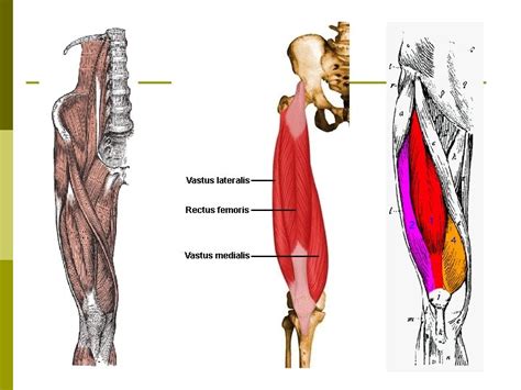 THE KNEE JOINT Muscles That Act On The