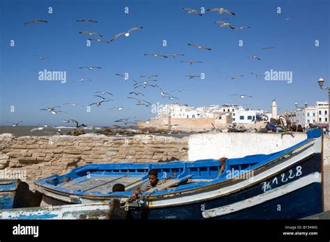 Fishing Boat And Seagulls Essaouira Seafront Morocco Stock Photo Alamy