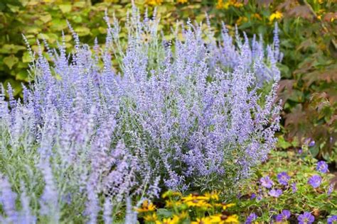 Perovskia Lacey Blue Russian Sage