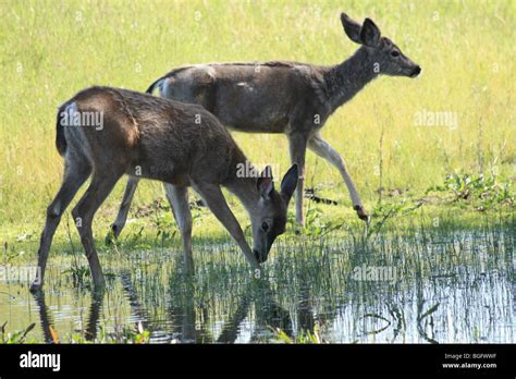 Mule Deer At A Watering Hole In Oregon Stock Photo Alamy