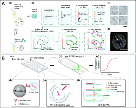 Examples Of Enzyme Assisted Signal Amplification For Exo Mirna Download Scientific Diagram