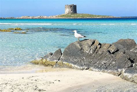 Spiaggia La Pelosa Stintino Dove Si Trova E Curiosit Viaggiamo