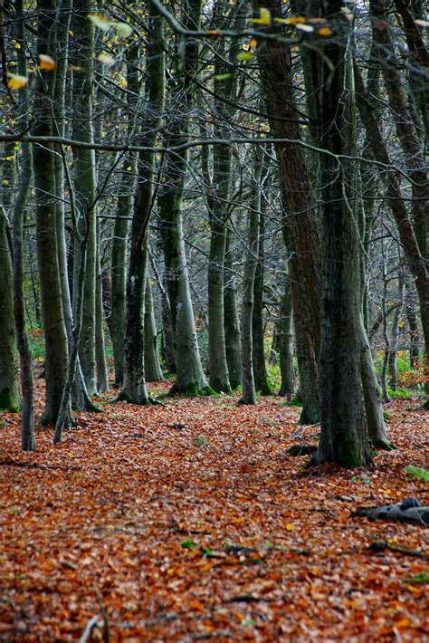 Through Trees Steen Jeppesen Flickr