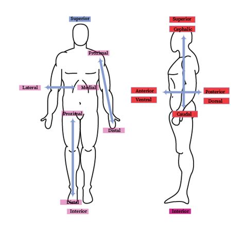 Anatomical Position | bartleby