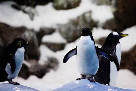 Les Pingouins Ont Ils Des Genoux Blog De Sophie