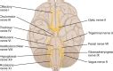 Neuroanatomy Cranial Nerve Vestibulocochlear Statpearls Ncbi