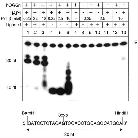 Efficient Repair Of 8 Oxog By Hogg1 Hap1 Pol β And Dna Ligase I