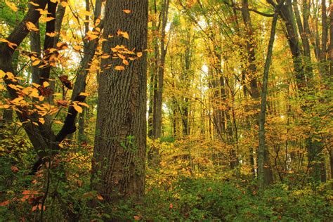 Kostenlose Foto Baum Natur Wald Wildnis Ast Wandern Sonnenlicht