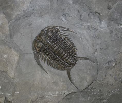 Trilobite fossil | Fossils, Arthropods, Rocks and fossils