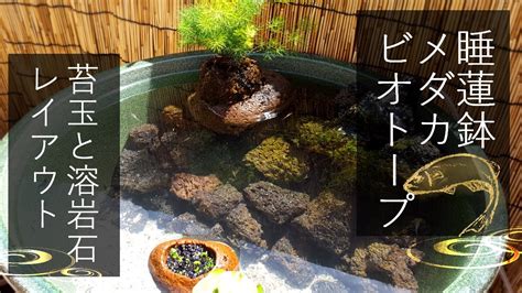 【睡蓮鉢のメダカビオトープ立ち上げ】苔玉盆栽と溶岩石レイアウト｜medaka Ricefish Biotope Youtube