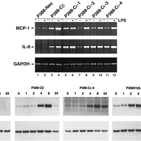 Ectopic Expression Of C Ebp Confers Lps Dependent Activation Of Il 6