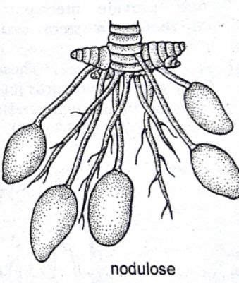 Adventitious Root System: Types, Modifications and Examples – StudiousGuy