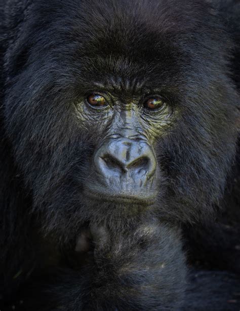 Gorilla Face | Sean Crane Photography