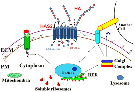 HAS2 Hyaluronan Synthase 2