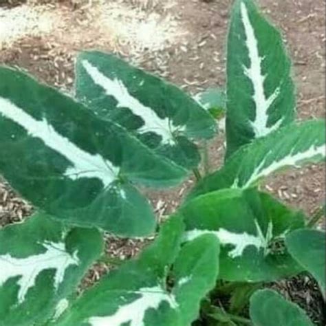 Jual Tanaman Hias Syngonium Tanaman Keladi Shopee Indonesia