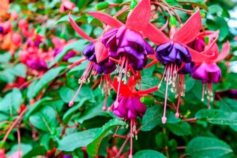 Fuchsia Vivace Les Vari T S Les Plus Rustiques Et Jolies Cultiver