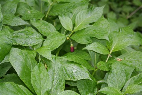 family solanaceae observationorg